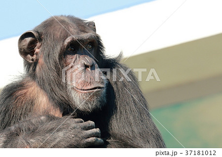 チンパンジーの顔 37181012