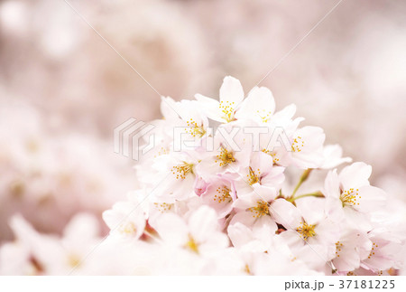 春イメージ　イメージ素材 37181225