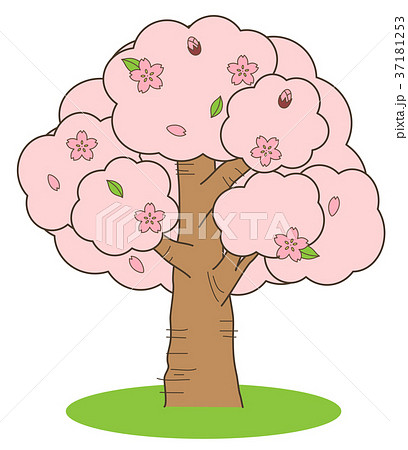 桜の木 37181253