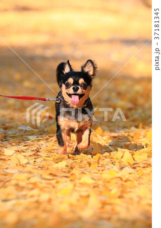 犬 チワワ 散歩の写真素材 犬 チワワ 散歩の写真素材