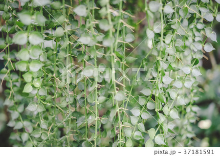 Green Leaves background, can use for presentation. Green Leaves background, can use for presentation. 37181591