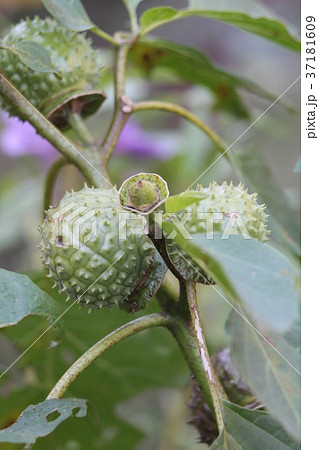 チョウセンアサガオの果実 チョウセンアサガオの果実 37181609
