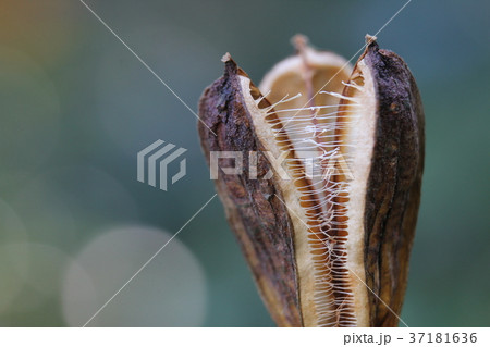 ウバユリの果実 37181636