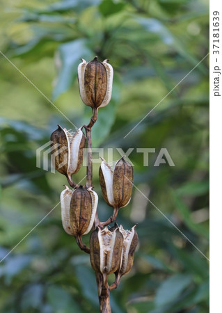 ウバユリの果実 ウバユリの果実 37181639