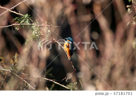 カワセミ♂ 37181701