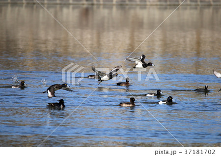 キンクロハジロの群れ キンクロハジロの群れ 37181702