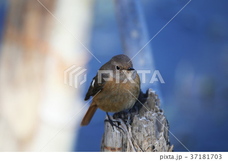 ジョウビタキ♀ ジョウビタキ♀ 37181703