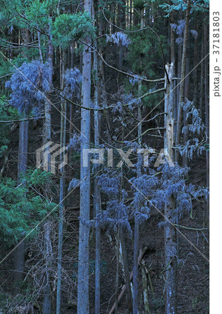 植林の枯れ木　奥武蔵・子の権現 37181803