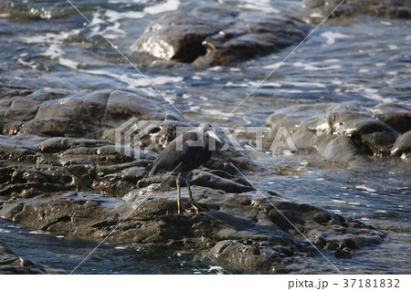 クロサギ クロサギ 37181832