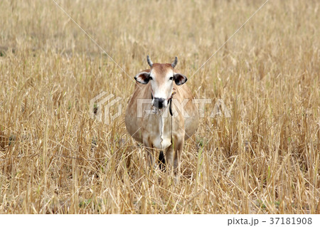 asian cow in yellow field 37181908