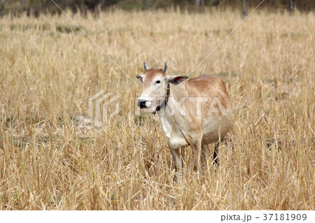 asian cow in yellow field 37181909