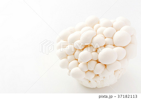 白ぶなしめじ 白ぶなしめじ 37182113