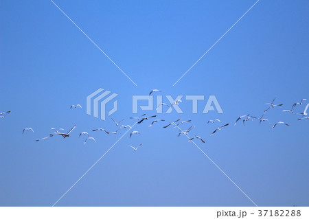 飛行するダイサギの群れ 37182288