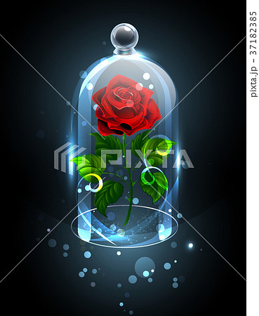 Red rose under the crystal dome 37182385