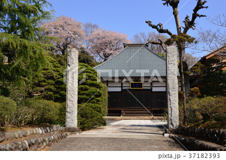 宗関寺の桜　元八王子 37182393