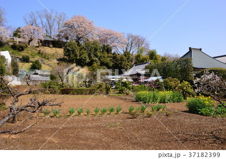 宗関寺の桜　元八王子 37182399