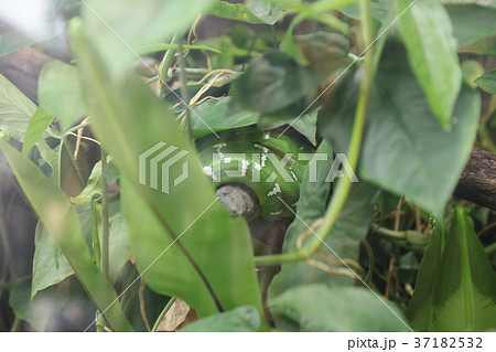 the Close up Green emerald tree boa 37182532
