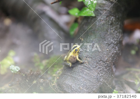 a Poison Dart Frogs at the theme park 37182540