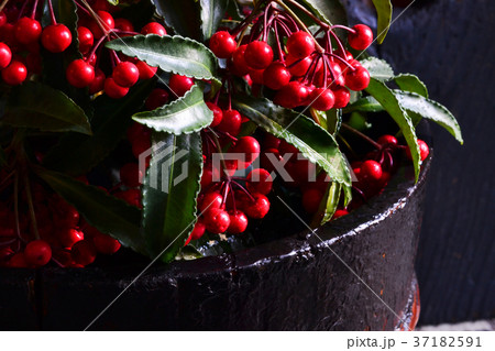 万両千両 37182591