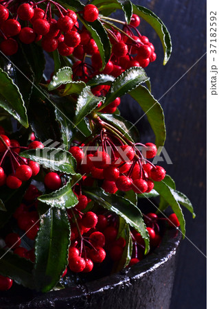 万両千両 万両千両 37182592