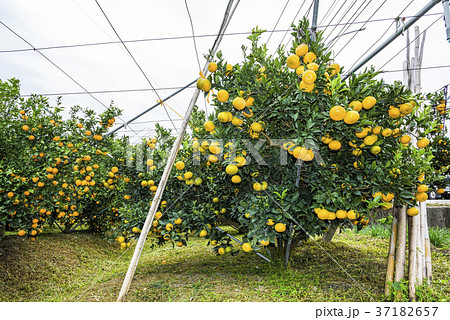 The fruit of the orange tree. 37182657