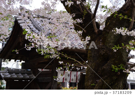 高尾　大光寺の桜　八王子市 37183209