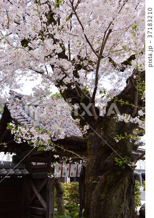 高尾　大光寺の桜　八王子市 37183210