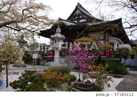 高尾　大光寺の桜　八王子市 37183212