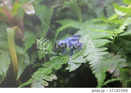 a Poison Dart Frogs at the theme park a Poison Dart Frogs at the theme park 37183368
