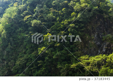 beautiful green forest background beautiful green forest background 37183445