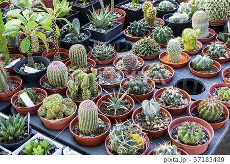 selective focus picture of blooming cactus in pot 37183489