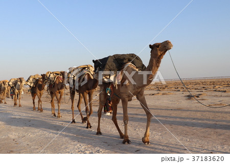 ラクダのキャラバン ラクダのキャラバン 37183620