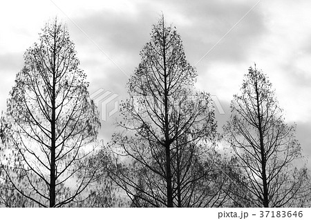 メタセコイア 37183646