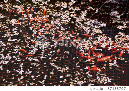 打越弁財天 梅洞寺の桜 八王子市 打越弁財天 梅洞寺の桜 八王子市 37183707