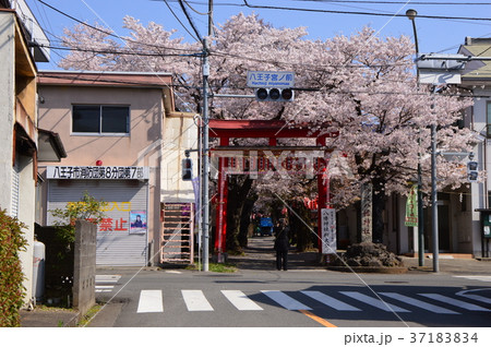 元八王子　八幡神社の桜　八王子市　 37183834