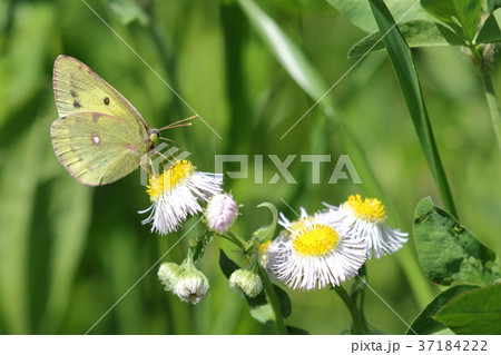 モンキチョウと花 モンキチョウと花 37184222