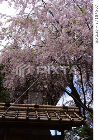 信松院の春は　八王子台町 37184507