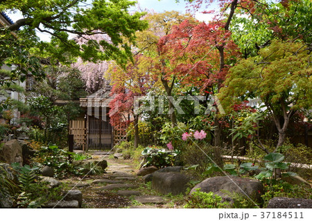 信松院の春は　八王子台町 37184511