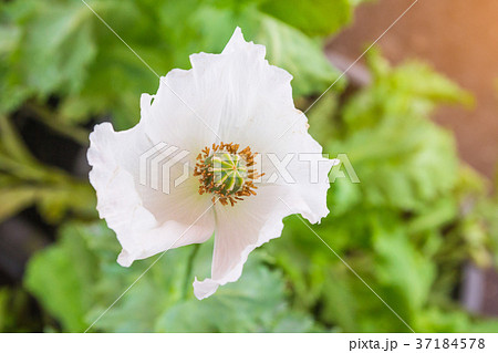 Opium poppy Flowers blossom on wild field 37184578