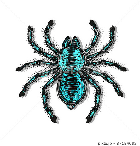 Spider Tarantula Vector Color Drawingのイラスト素材