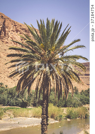 vegetation and water in the oasis of the Morocco vegetation and water in the oasis of the Morocco 37184754
