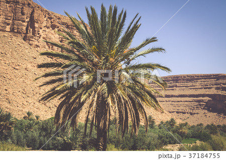 vegetation and water in the oasis of the Morocco 37184755