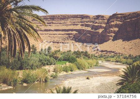 Wide view of canyon and cultivated fields  palms  37184756