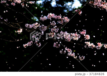 桜吹雪 桜吹雪 37184826