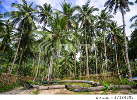 Coconut trees on Coron Island, Philippines 37184905
