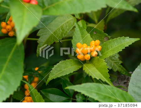 赤い実と黄色い実の千両 37185094