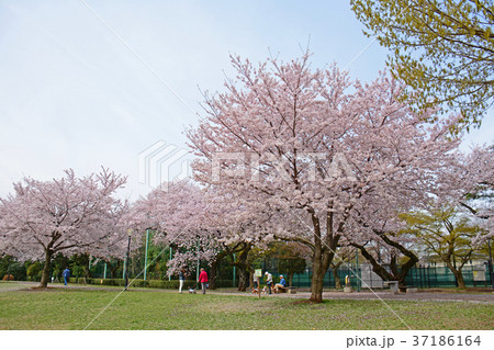東京都杉並区浜田山　柏の宮公園のしだれ桜 37186164