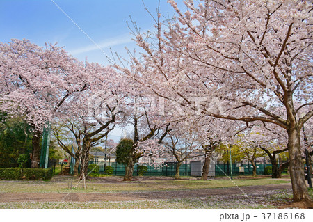 東京都杉並区浜田山　柏の宮公園のしだれ桜 37186168