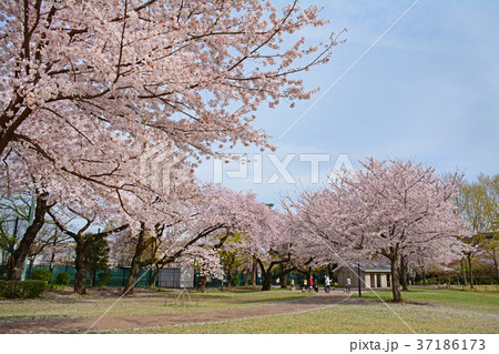東京都杉並区浜田山　柏の宮公園のしだれ桜 37186173