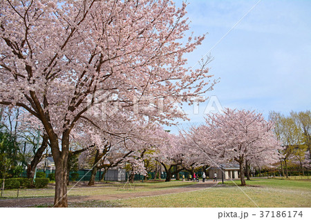 東京都杉並区浜田山　柏の宮公園のしだれ桜 37186174